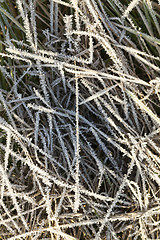 Image showing green grass in the frost