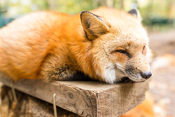 Image showing Fox take rest