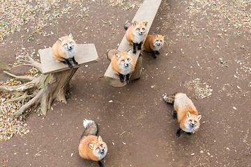 Image showing Fox looking up and waiting for food