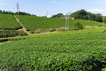 Image showing Green Tea garden