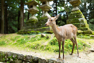 Image showing Deer in Japanese temple