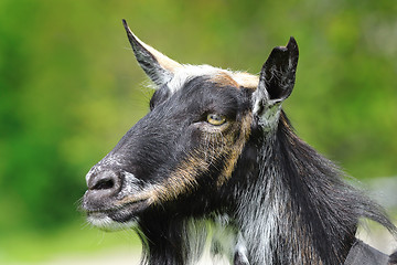 Image showing goat head closeup