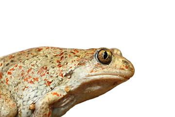 Image showing closeup of isolated garlic toad