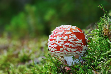 Image showing red fly agaric on forest ground