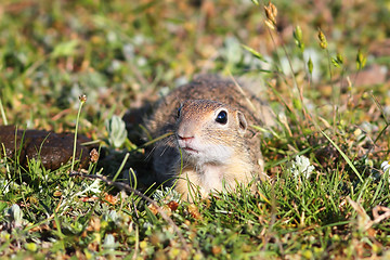 Image showing european ground squirrel looking at the camera