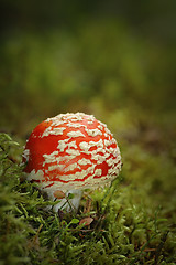 Image showing colorful fly agaric growing on moss