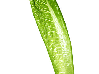 Image showing lettuce green leaf salad isolated on white background