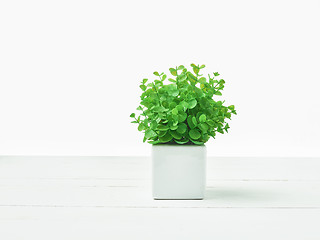 Image showing The green plant in pot