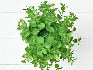 Image showing The green plant in pot