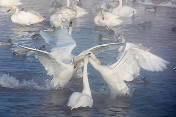 Image showing Beautiful white whooping swans