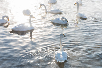 Image showing Beautiful white whooping swans