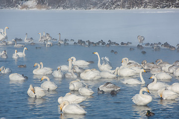 Image showing Beautiful white whooping swans