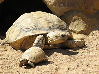 Image showing Turtless