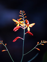 Image showing Red and yellow flowers and buds dark background