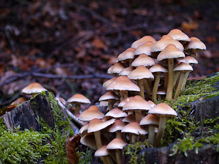 Image showing mushrooms