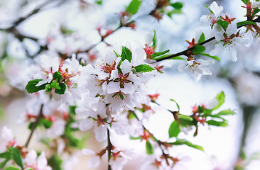 Image showing White Flowers Of Spring Cherry Blossoms