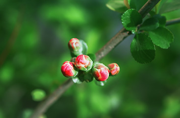 Image showing Red Buds Of Apple Blossom Closeup