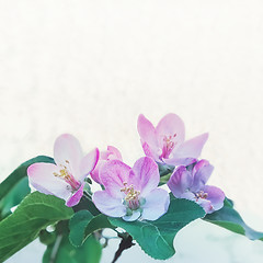 Image showing Pink Blossom Apple Flowers Closeup