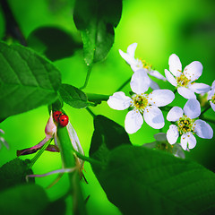 Image showing Spring Blossoming Green Background With Ladybirds