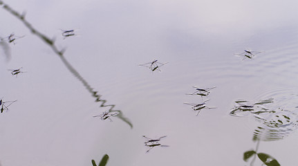 Image showing Gerridae on the water surface