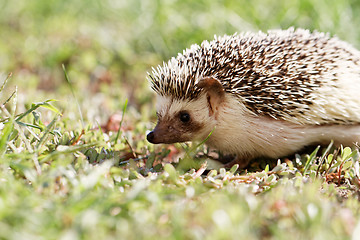 Image showing  African white- bellied hedgehog 