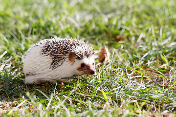 Image showing  African white- bellied hedgehog 