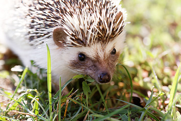 Image showing  African white- bellied hedgehog 