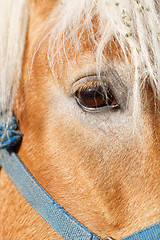 Image showing Portrait of a brown horse