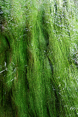 Image showing Algae in a mountain stream