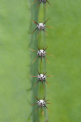 Image showing Cactus close up