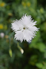 Image showing White carnation flower