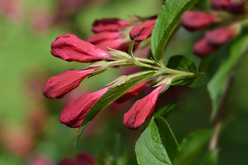 Image showing Bristol Ruby Weigela