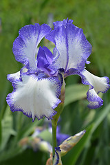 Image showing Bearded iris flower