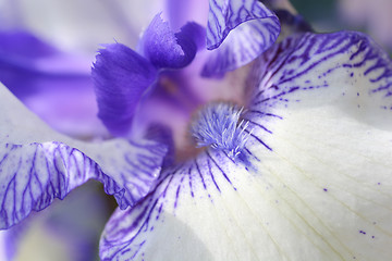 Image showing Bearded iris flower