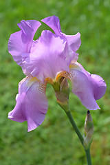 Image showing Bearded iris flower