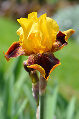 Image showing Bearded iris flower