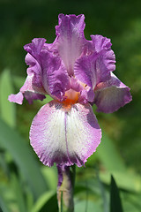 Image showing Bearded iris flower