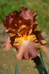 Image showing Bearded iris flower