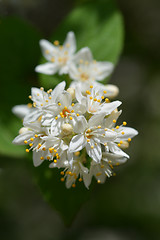 Image showing Deutzia flowers