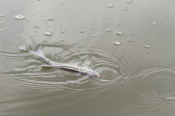 Image showing Fishing on a lake