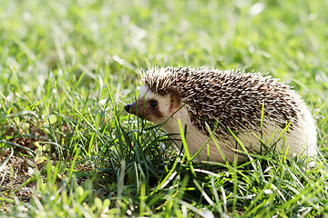 Image showing  African white- bellied hedgehog 