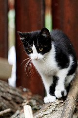 Image showing Black and wihte cat