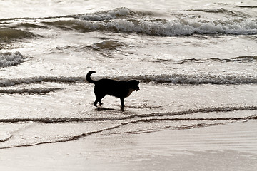 Image showing Playing dog on the beach