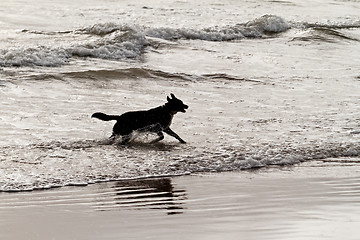 Image showing Playing dog on the beach