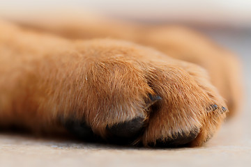 Image showing German shepherd dog detail