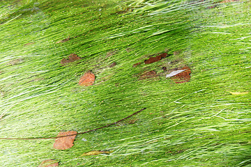Image showing Algae in a mountain stream