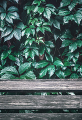 Image showing Wet Wild Grape Leaves Over Wooden Planks