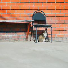 Image showing Street Cat And Abandoned Chair Near Brick Wall