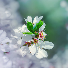 Image showing White Flowers Of Cherry Blossoms Closeup