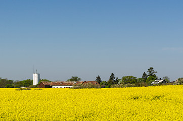 Image showing Countryside view with a blossom rapeseed field